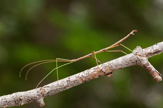 walking-stick-insect – Secret Valley Wildlife Park & Zoo