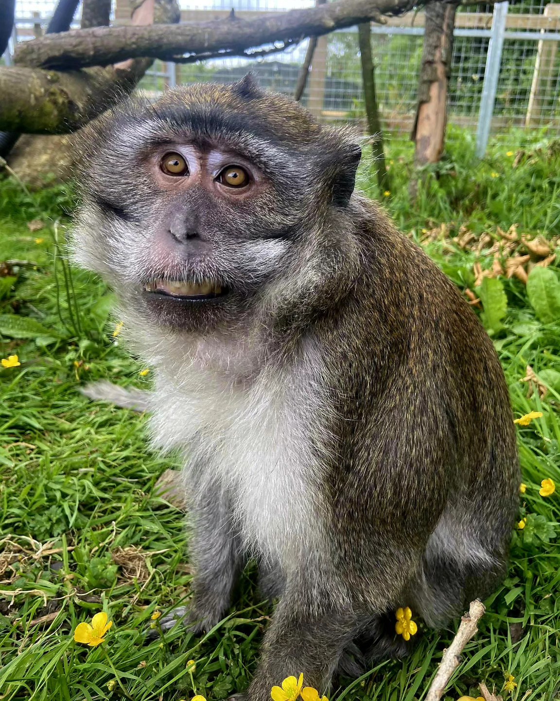 Crab-Eating Macaque - Secret Valley Wildlife Park & Zoo